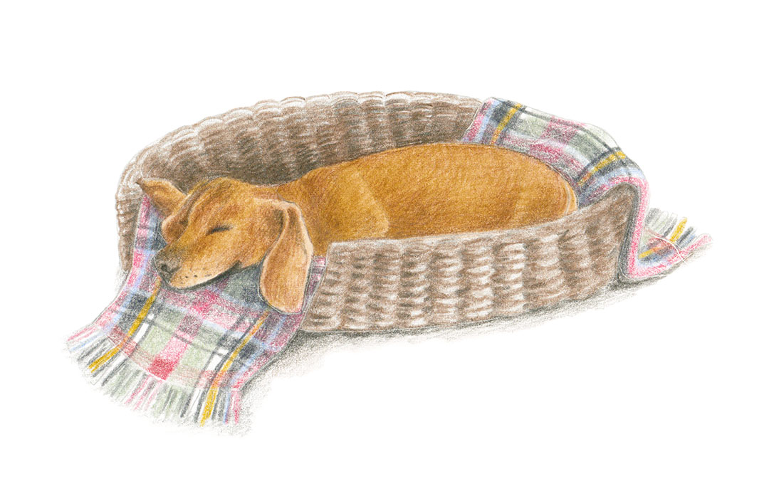 Illu-Bunt-Hundebettchen