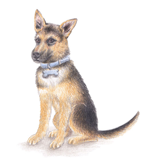 Illu-Bunt-Schaeferhund
