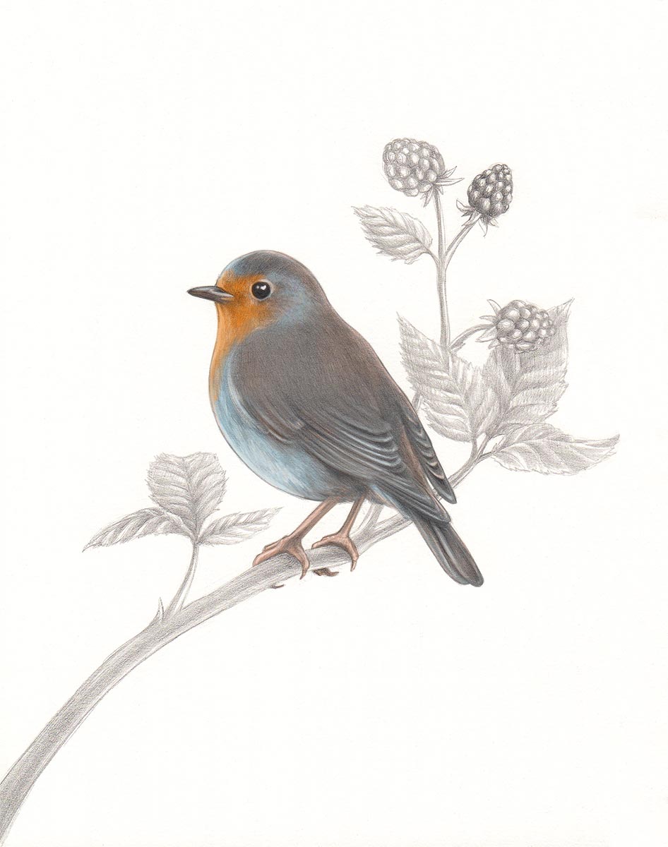 Illu-hybrid-rotkehlchen