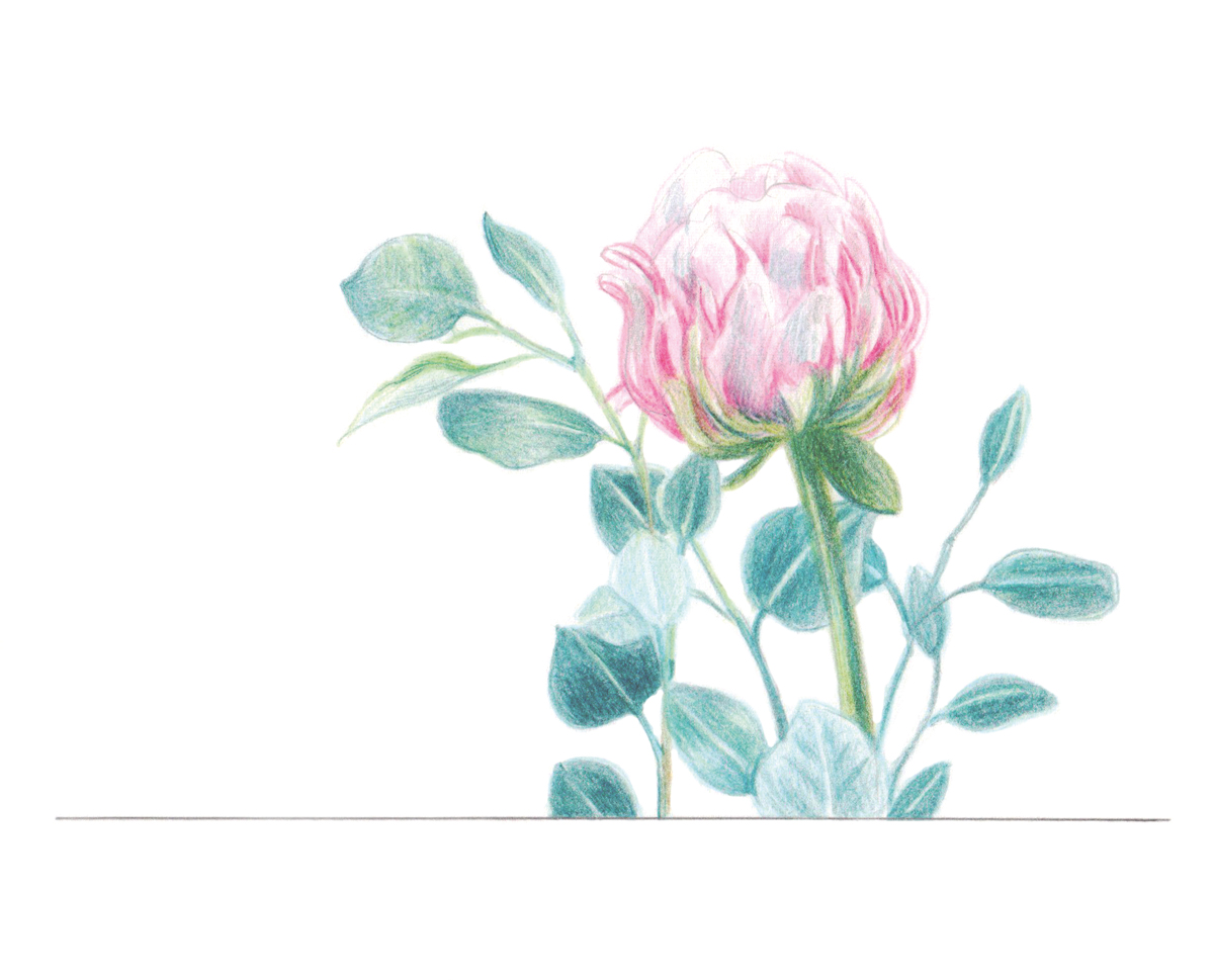 Illu-buntstift-rose